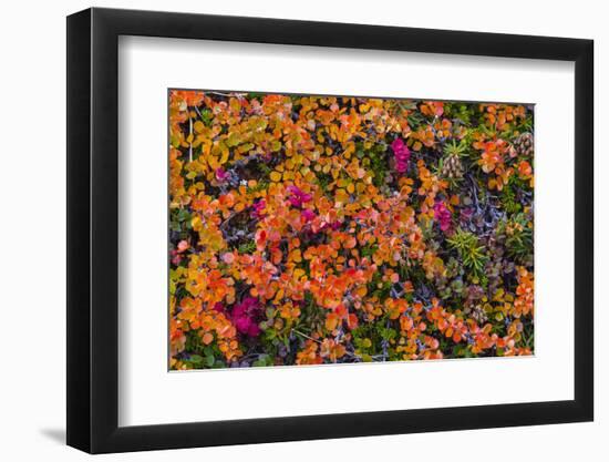 Greenland, Eqip Sermia. Dwarf birch in fall color.-Inger Hogstrom-Framed Photographic Print