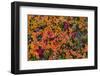 Greenland, Eqip Sermia. Dwarf birch in fall color.-Inger Hogstrom-Framed Photographic Print