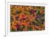 Greenland, Eqip Sermia. Dwarf birch in fall color.-Inger Hogstrom-Framed Photographic Print