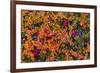 Greenland, Eqip Sermia. Dwarf birch in fall color.-Inger Hogstrom-Framed Photographic Print