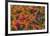 Greenland, Eqip Sermia. Dwarf birch in fall color.-Inger Hogstrom-Framed Photographic Print