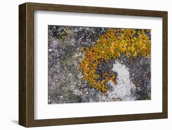 Greenland. Eqip Sermia. Irish saxifrage and thick lichen-Inger Hogstrom-Framed Photographic Print