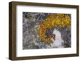 Greenland. Eqip Sermia. Irish saxifrage and thick lichen-Inger Hogstrom-Framed Photographic Print