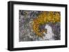 Greenland. Eqip Sermia. Irish saxifrage and thick lichen-Inger Hogstrom-Framed Photographic Print