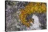 Greenland. Eqip Sermia. Irish saxifrage and thick lichen-Inger Hogstrom-Stretched Canvas