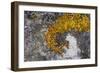 Greenland. Eqip Sermia. Irish saxifrage and thick lichen-Inger Hogstrom-Framed Photographic Print