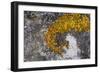 Greenland. Eqip Sermia. Irish saxifrage and thick lichen-Inger Hogstrom-Framed Photographic Print