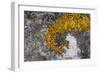 Greenland. Eqip Sermia. Irish saxifrage and thick lichen-Inger Hogstrom-Framed Photographic Print