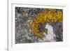 Greenland. Eqip Sermia. Irish saxifrage and thick lichen-Inger Hogstrom-Framed Photographic Print