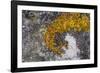 Greenland. Eqip Sermia. Irish saxifrage and thick lichen-Inger Hogstrom-Framed Photographic Print