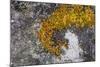 Greenland. Eqip Sermia. Irish saxifrage and thick lichen-Inger Hogstrom-Mounted Photographic Print