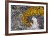 Greenland. Eqip Sermia. Irish saxifrage and thick lichen-Inger Hogstrom-Framed Photographic Print