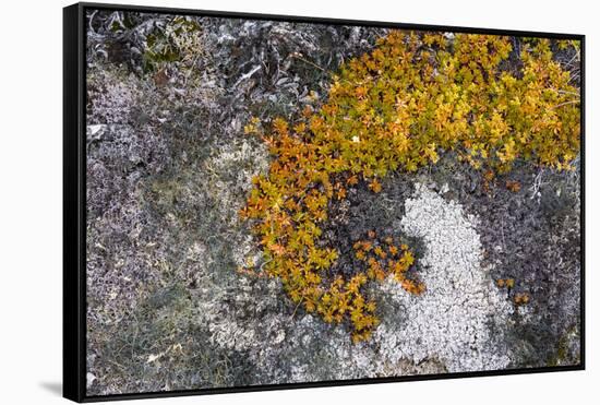 Greenland. Eqip Sermia. Irish saxifrage and thick lichen-Inger Hogstrom-Framed Stretched Canvas