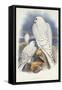 Greenland Falcon, 1862-1873-John Gould-Framed Stretched Canvas