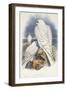 Greenland Falcon, 1862-1873-John Gould-Framed Giclee Print