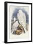 Greenland Falcon, 1862-1873-John Gould-Framed Giclee Print