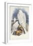 Greenland Falcon, 1862-1873-John Gould-Framed Giclee Print