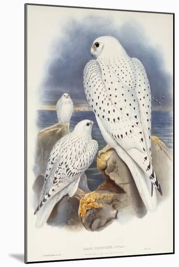 Greenland Falcon, 1862-1873-John Gould-Mounted Giclee Print