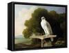 Greenland Falcon (Grey Falcon), 1780 (Oil on Panel)-George Stubbs-Framed Stretched Canvas