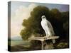 Greenland Falcon (Grey Falcon), 1780 (Oil on Panel)-George Stubbs-Stretched Canvas