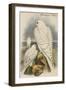 Greenland Falcon-John Gould-Framed Art Print