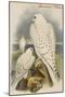 Greenland Falcon-John Gould-Mounted Art Print