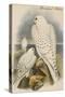 Greenland Falcon-John Gould-Stretched Canvas