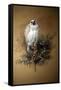 Greenland Gyrfalcon-Joseph Wolf-Framed Stretched Canvas