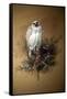 Greenland Gyrfalcon-Joseph Wolf-Framed Stretched Canvas