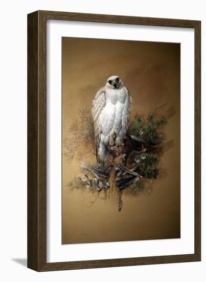 Greenland Gyrfalcon-Joseph Wolf-Framed Giclee Print