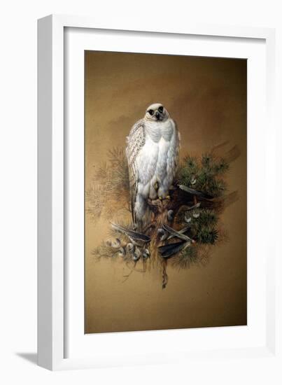 Greenland Gyrfalcon-Joseph Wolf-Framed Giclee Print