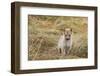 Greenland, Nuussuaq Peninsula, Qaasuitsup, Saqqaq. Sled dog puppy.-Cindy Miller Hopkins-Framed Photographic Print