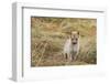 Greenland, Nuussuaq Peninsula, Qaasuitsup, Saqqaq. Sled dog puppy.-Cindy Miller Hopkins-Framed Photographic Print