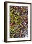 Greenland. Qeqertaq. Dwarf birch, lichen, and large flowered wintergreen.-Inger Hogstrom-Framed Photographic Print