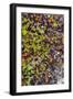 Greenland. Qeqertaq. Dwarf birch, lichen, and large flowered wintergreen.-Inger Hogstrom-Framed Photographic Print