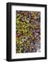 Greenland. Qeqertaq. Dwarf birch, lichen, and large flowered wintergreen.-Inger Hogstrom-Framed Photographic Print