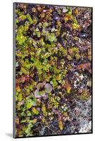 Greenland. Qeqertaq. Dwarf birch, lichen, and large flowered wintergreen.-Inger Hogstrom-Mounted Photographic Print