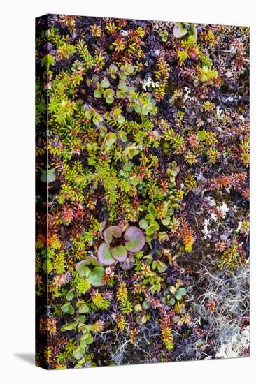 Greenland. Qeqertaq. Dwarf birch, lichen, and large flowered wintergreen.-Inger Hogstrom-Stretched Canvas