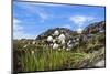 Greenland, Qeqertarsuaq, Cottongrass (Eriophorum angustifolium) in the Hundefjord-Miva Stock-Mounted Photographic Print