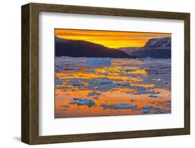 Greenland. Scoresby Sund. Gasefjord. Sunset with icebergs and brash ice.-Inger Hogstrom-Framed Photographic Print