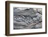 Greenland, Scoresbysund, aka Scoresby Sund, Hekla Havn, Danmark O. Detail of interesting rock patte-Cindy Miller Hopkins-Framed Photographic Print