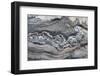 Greenland, Scoresbysund, aka Scoresby Sund, Hekla Havn, Danmark O. Detail of interesting rock patte-Cindy Miller Hopkins-Framed Photographic Print