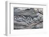 Greenland, Scoresbysund, aka Scoresby Sund, Hekla Havn, Danmark O. Detail of interesting rock patte-Cindy Miller Hopkins-Framed Photographic Print