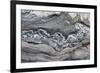 Greenland, Scoresbysund, aka Scoresby Sund, Hekla Havn, Danmark O. Detail of interesting rock patte-Cindy Miller Hopkins-Framed Photographic Print