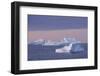 Greenland, Scoresbysund, aka Scoresby Sund, Nordvestfjord. Sunrise over huge icebergs.-Cindy Miller Hopkins-Framed Photographic Print