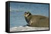 Greenland Sea, Norway, Spitsbergen. Bearded Seal Cow Rests on Sea Ice-Steve Kazlowski-Framed Stretched Canvas