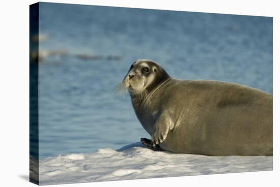 Greenland Sea, Norway, Spitsbergen. Bearded Seal Cow Rests on Sea Ice-Steve Kazlowski-Stretched Canvas