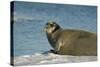 Greenland Sea, Norway, Spitsbergen. Bearded Seal Cow Rests on Sea Ice-Steve Kazlowski-Stretched Canvas