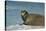 Greenland Sea, Norway, Spitsbergen. Bearded Seal Cow Rests on Sea Ice-Steve Kazlowski-Stretched Canvas