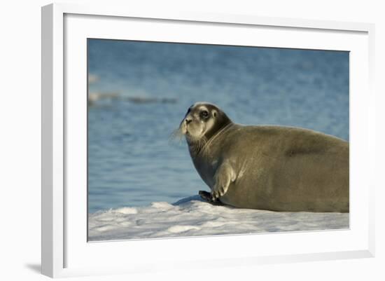 Greenland Sea, Norway, Spitsbergen. Bearded Seal Cow Rests on Sea Ice-Steve Kazlowski-Framed Photographic Print